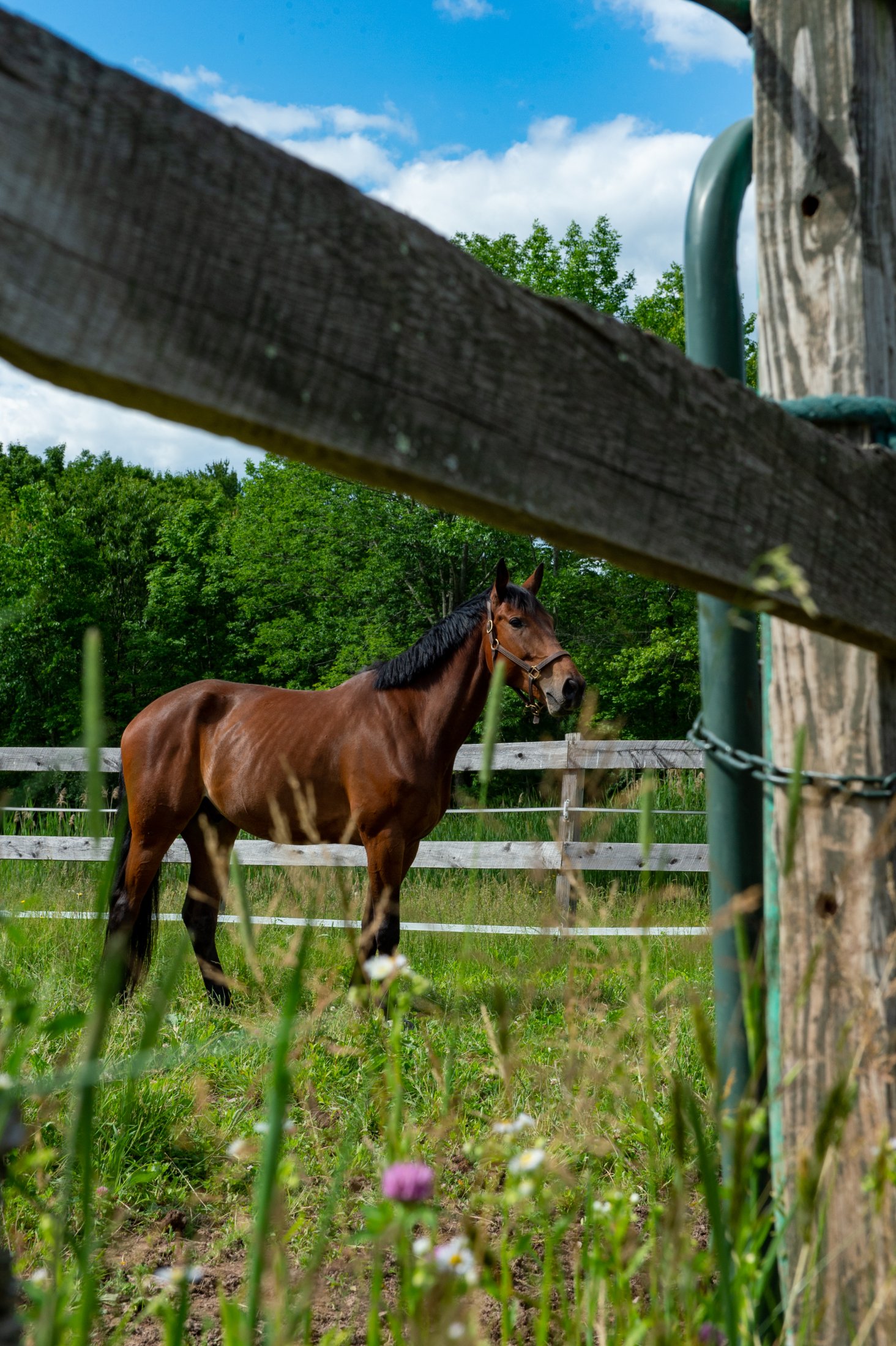 HorsesConnbyBSPhotography-9622